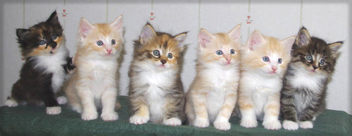 Kittens F2-litter